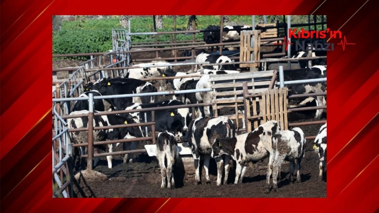 BAF'TAKİ HAYVANCILAR ŞAPLA MÜCADELEYİ ZORA SOKTU