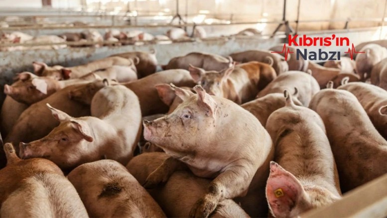 GÜNEY KIBRIS’TA ŞAP HASTALIĞI DOMUZ ÇİFTLİKLERİNE DE SIÇRADI