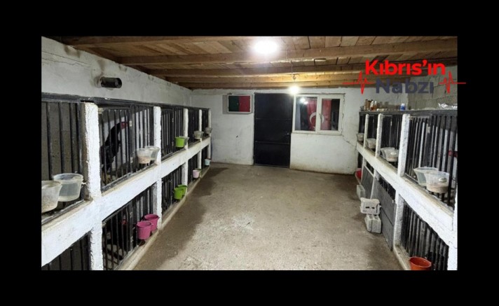 HOROZ DÖVÜŞÜNE 508 BİN LİRALIK CEZA