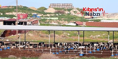 3 ÇİFTLİKTE DAHA ŞAP HASTALIĞI