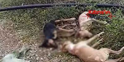 ASTROMERİTİS’TEKİ KÖPEK ÖLÜMLERİNE TEPKİ