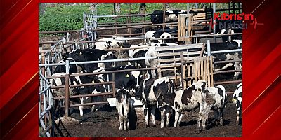 BAF'TAKİ HAYVANCILAR ŞAPLA MÜCADELEYİ ZORA SOKTU