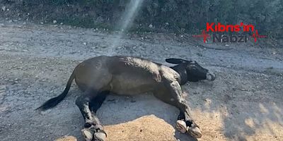 BASAT: EŞEKLERİN ACISI BÜROKRASİYE TAKILIYOR