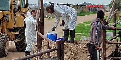 BİR HAFTADA 45 BİN 214 BÜYÜKBAŞ AŞILANDI