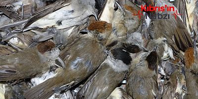 BIRDLIFE RAPORU: 2025’TE 726 BİN KUŞ YASA DIŞI AVLANDI