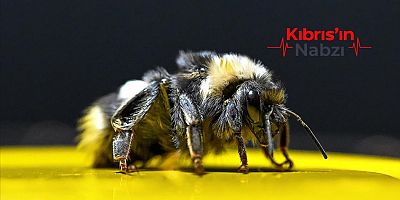 BOMBUS ARISI KULLANAN ÜRETİCİLERİN ÖDEMELERİ YAPILDI