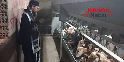 BU DA OLDU! GÜNEY'DE RAHİPLER ŞAP SALGININDA KEÇİLERİ KUTSADI!