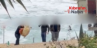 DENİZ KAPLUMBAĞASINI TEKMELERKEN GÖRÜNTÜLENDİLER!