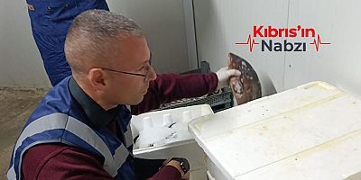 GAZİMAĞUSA’DA BALIK SATIŞ YERLERİNE ORTAK DENETİM