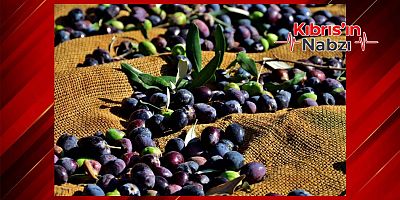 GAZİMAĞUSA İLÇESİ ZEYTİN HASADI BAŞLAMA TARİHLERİ BELİRLENDİ