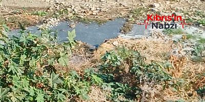 GEMİKONAĞI DERESİ'NE FOSEPTİK AKIYOR AMA UYARILARA CEVAP YOK!