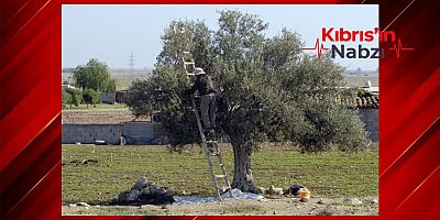 GİRNE’DE ZEYTİN TOPLAMA TARİHLERİ AÇIKLANDI