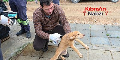 GÖNYELİ–ALAYKÖY BELEDİYESİ HAYVAN BARINAĞINDA 104 CANLIYA EV SAHİPLİĞİ YAPILIYOR