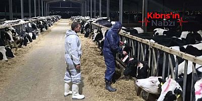 GÜNEY'DE ŞAP VAKALARI GİDEREK ÇOĞALIYOR