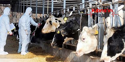 GÜNEY KIBRIS'TA 13 BİNDEN FAZLA HAYVAN İTLAF EDİLECEK