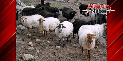 GÜNEY KIBRIS'TA 3 ÇİFTLİKTE MAVİ DİL HASTALIĞI GÖRÜLDÜ