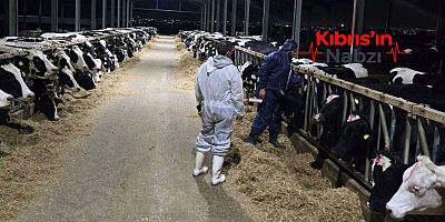 GÜNEY KIBRIS'TA 30 BİNİ AŞKIN HAYVAN İTLAF EDİLDİ
