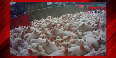 GÜNEY KIBRIS'TA 33 BİN DOMUZ YAVRUSUNUN İMHASI GÜNDEMDE