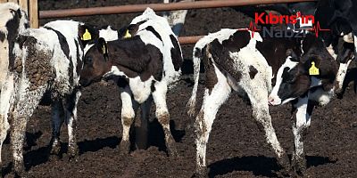 GÜNEY KIBRIS'TA 4 BİN HAYVAN İTLAF EDİLDİ