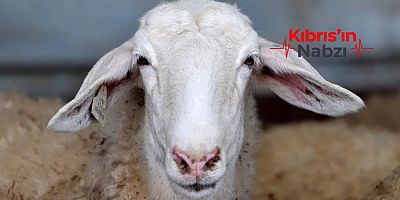GÜNEY KIBRIS’TA BİR ÇİFTLİKTE DAHA ŞAP VAKASI
