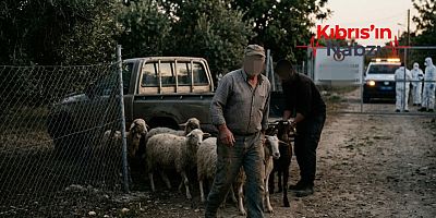 GÜNEY KIBRIS'TA HAYVANCILAR İTLAF EDİLMESİN DİYE HAYVANLARINI KAÇIRIYOR