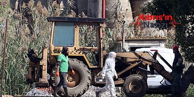GÜNEY KIBRIS’TA İKİ MANDIRA’DA DAHA ŞAP TESPİT EDİLDİ