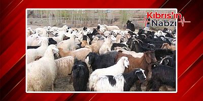 GÜNEY KIBRIS'TA KOYUN VE KEÇİ SAYISINDA BÜYÜK DÜŞÜŞ