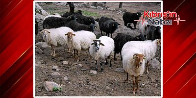 GÜNEY KIBRIS’TA “MAVİ DİL” HASTALIĞI TESPİT EDİLDİ