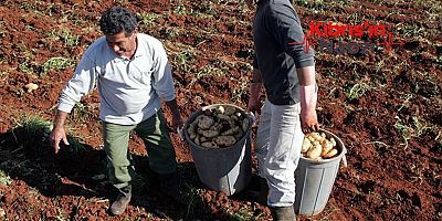 GÜNEY KIBRIS'TA PATATES ÜRETİCİSİ ZORDA
