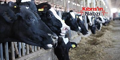GÜNEY KIBRIS'TA ŞAP HASTALIĞI YAYILMAYA DEVAM EDİYOR