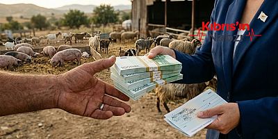 GÜNEY KIBRIS'TA ŞAP TAZMİNATLARI ARTIYOR