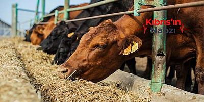 GÜNEY KIBRIS'TA YEM KRİZİ: STOKLAR TÜKENİYOR
