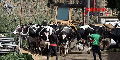 GÜNEY KIBRIS'TA YENİ ŞAP VAKASI