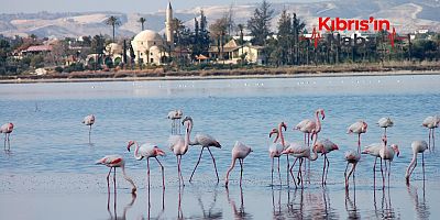GÜNEY KIBRIS’TAKİ GÖLLERDE 