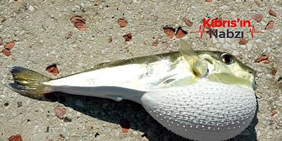 HP SÖZCÜSÜ ARAL MORAL’DAN 