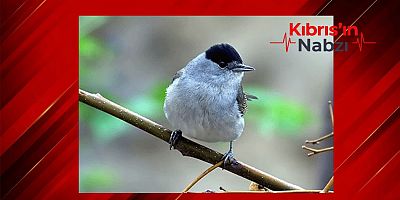 İNGİLİZ ÜS POLİSİNDEN KAÇAK PULYA AVINA KARŞI ÖNLEMLER