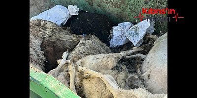 İTLAF EDİLEN HAYVANLAR AÇIKTA BIRAKILDI