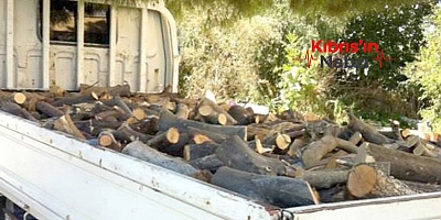İZİNSİZ AĞAÇ KESİP ATEŞ YAKANA 3 ASGARİ ÜCRET CEZA!