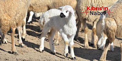 KASAPLIK HAYVAN SATIŞI YAPILACAK