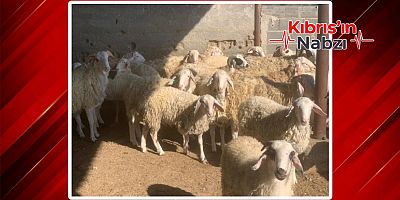KASAPLIK HAYVAN SATIŞI YAPILACAK
