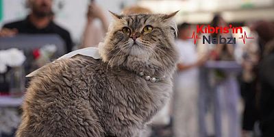 KEDİLERDE KANSER ARAŞTIRMASI, İNSAN TEDAVİSİ İÇİN UMUT IŞIĞI OLDU