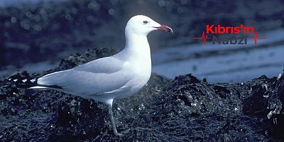 KIBRIS'TAKİ NADİR MARTI KOLONİSİ AZALIYOR