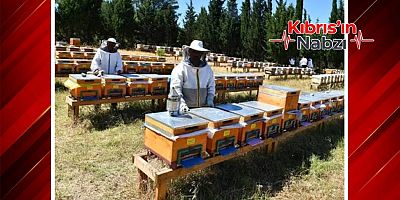 KKTC ARICILIĞININ GELİŞTİRİLMESİ KIRSAL KALKINMA PROJESİ YARIN BAŞLIYOR