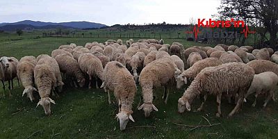 KÜÇÜKBAŞ HAYVAN BEYAN SÜRESİ 30 OCAK’A UZATILDI