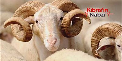 KURBAN BAYRAMI BAŞLADI