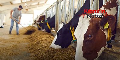 LARNAKA’YA BAĞLI BİR KÖYDE YENİ ŞAP VAKASI