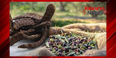 LEFKOŞA'DA ZEYTİN VE HARUP HASAT TARİHLERİ AÇIKLANDI