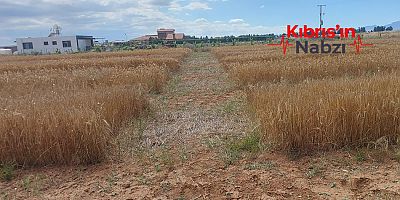 MORMENEKŞE'DEKİ DENEME PARSELLERİNDE 4 ARPA ÇEŞİDİ ÖNE ÇIKTI