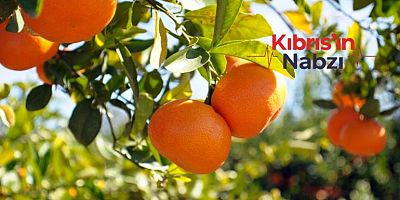 NARENCİYE İHRACATÇI BİRLİKLERİ: 