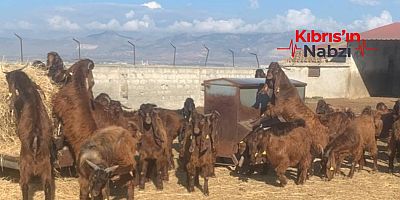 OĞLAK, KEÇİ VE TEKE SATIŞI YAPILACAK